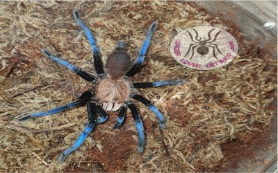 birupes simoroxigorum unsex 5-6 cm tarantula